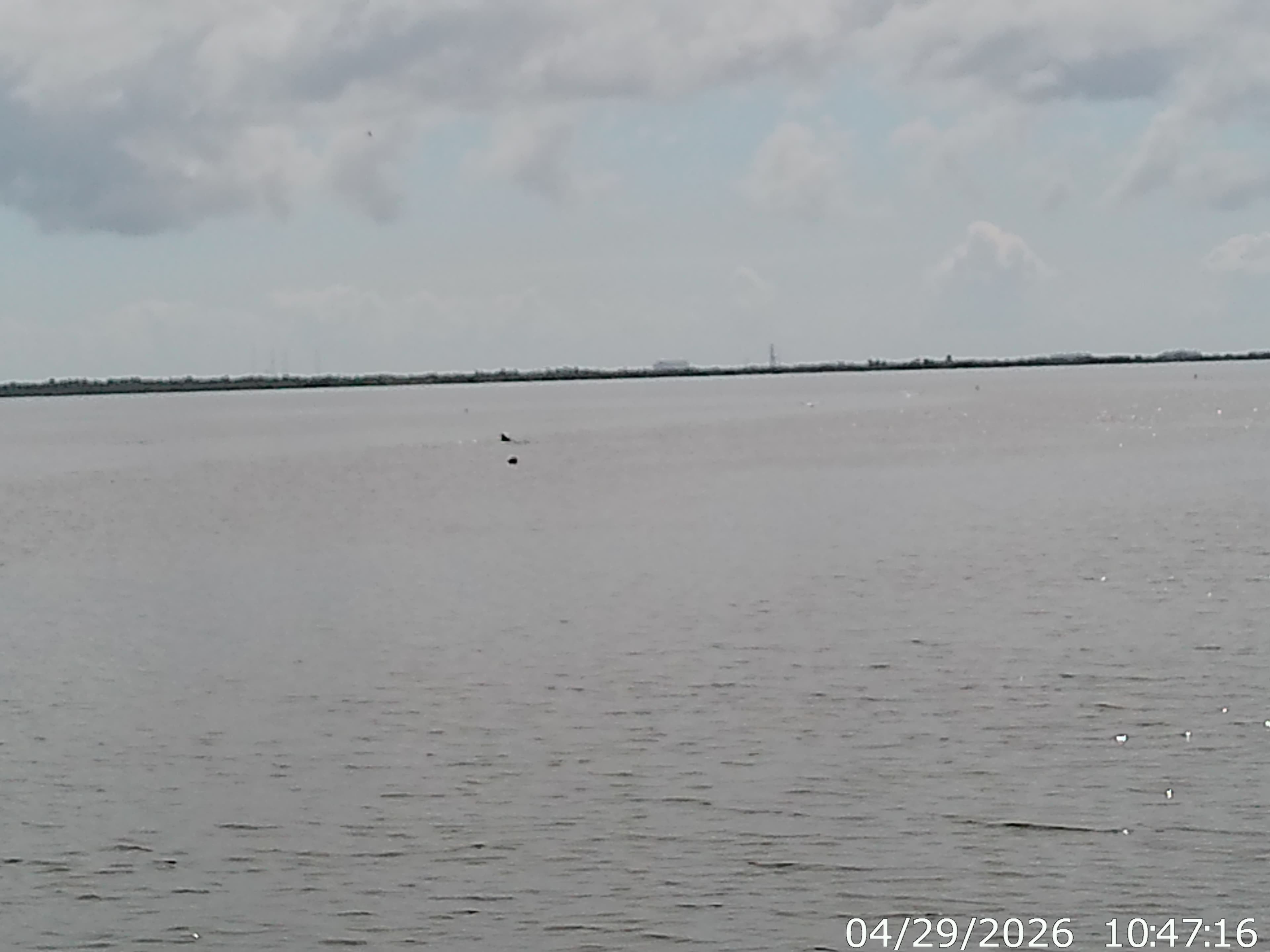 Dolphin and Manatee Tour